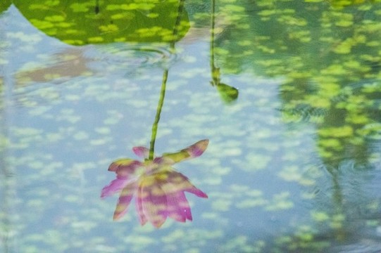 雨荷