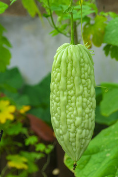 蔬菜園苦瓜