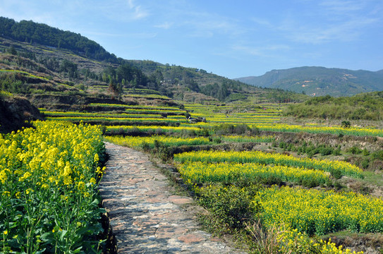 油菜梯田