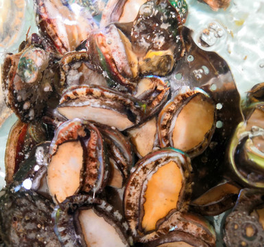 鮑魚