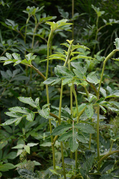 當(dāng)歸植株