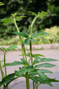 當(dāng)歸植株