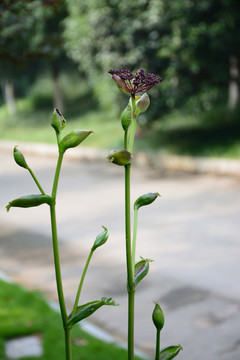 當(dāng)歸植株