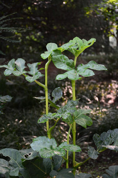 當(dāng)歸植株
