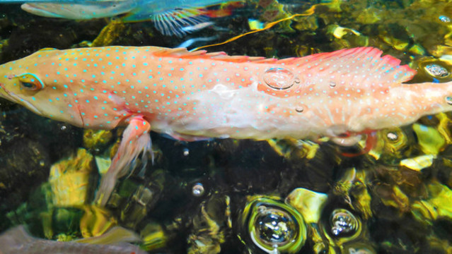 魚