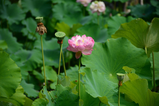 荷花