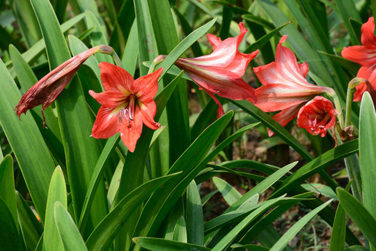 朱頂紅