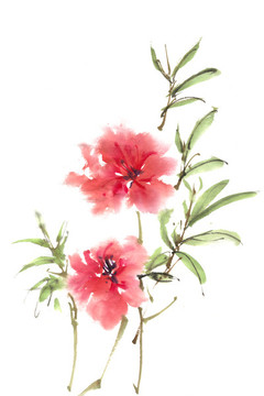 嬌艷的花朵