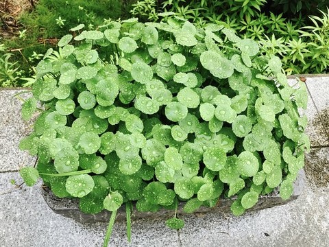 銅錢草