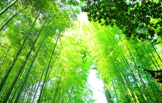 竹林