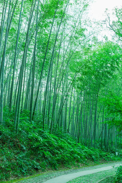 竹園小路