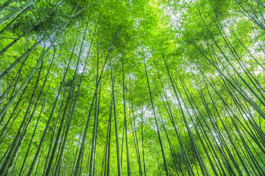 高清竹林