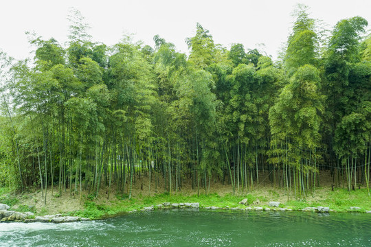 竹圖片素材
