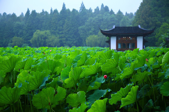 曲院風(fēng)荷