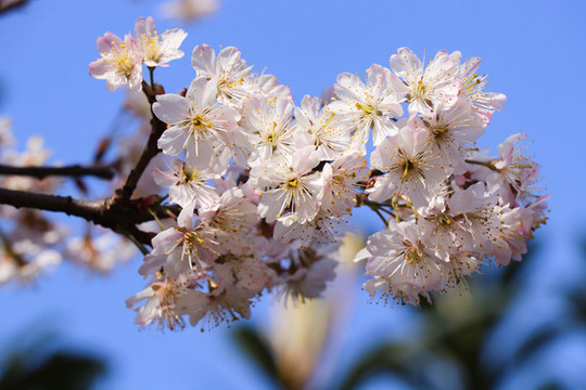 櫻花櫻桃花