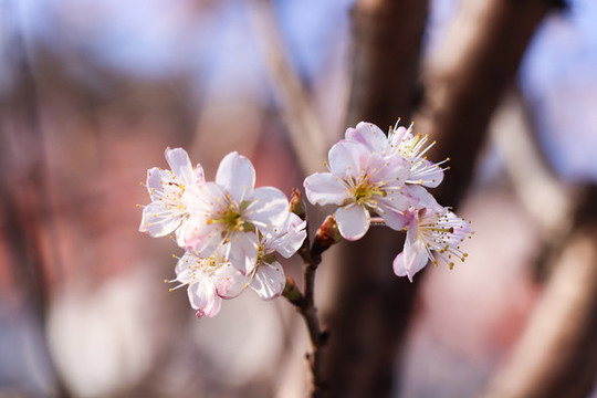 櫻花櫻桃花