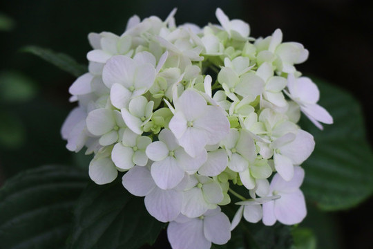 紫陽(yáng)花繡球花
