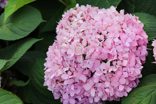 繡球花紫陽花