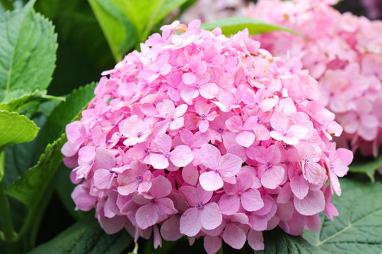 繡球花紫陽花