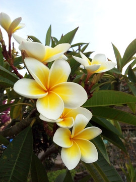 雞蛋花