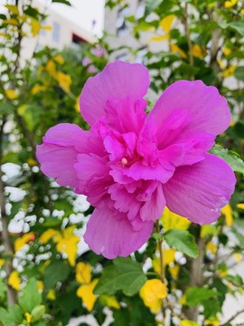 木槿