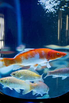 小鯽魚