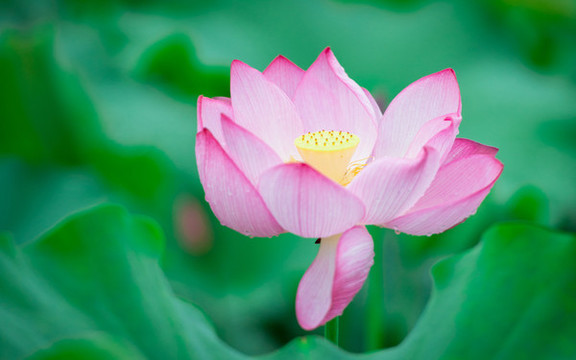 荷花2