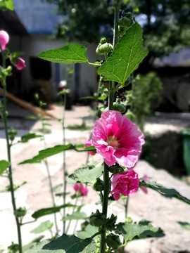 芙蓉花