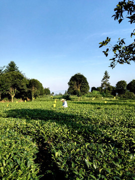 茶山