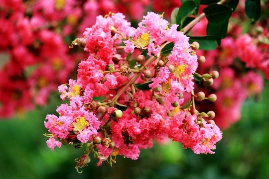 紫金花