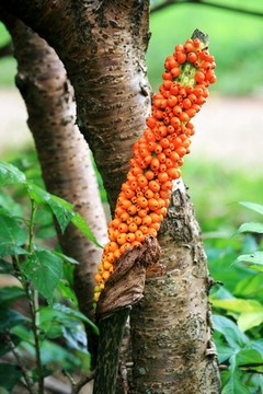 魔芋花