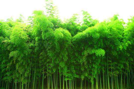 竹林