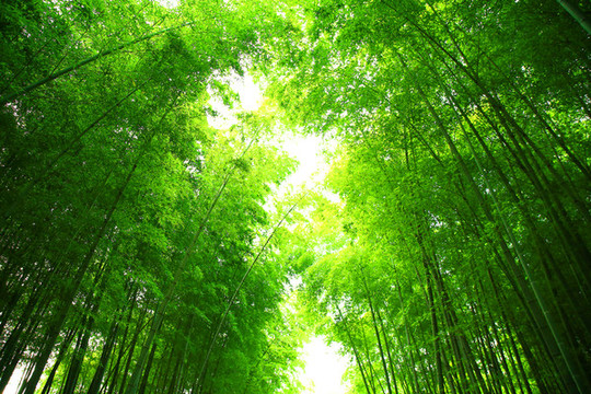 竹林