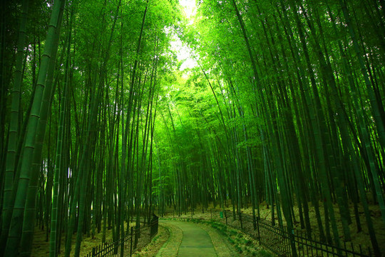 竹林