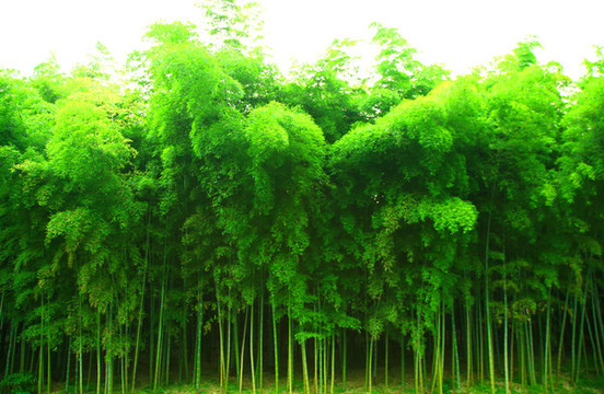 竹林