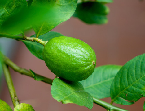 檸檬樹(shù)