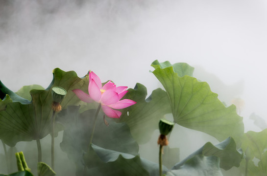 荷花