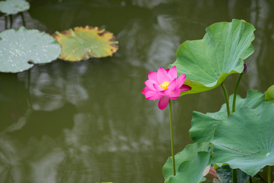荷花