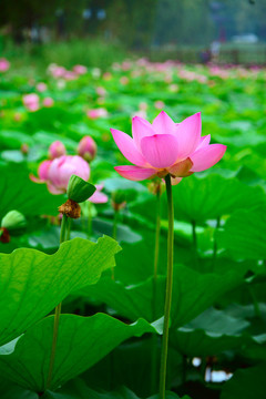 荷花