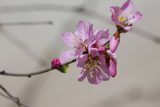 春暖花開(kāi)桃花小桃紅粉花春天花卉