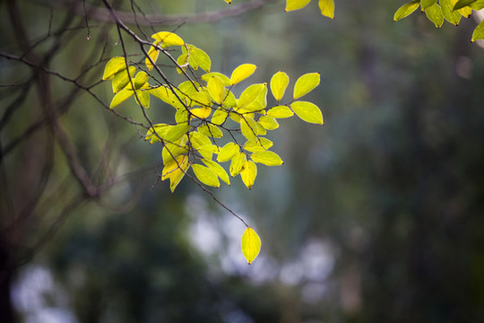 綠樹葉