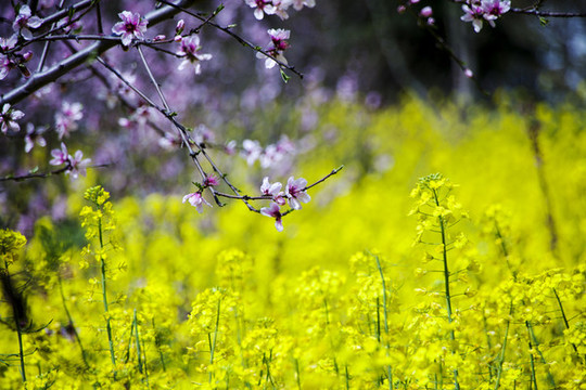 油菜花與桃花