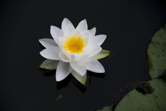 白色的蓮花