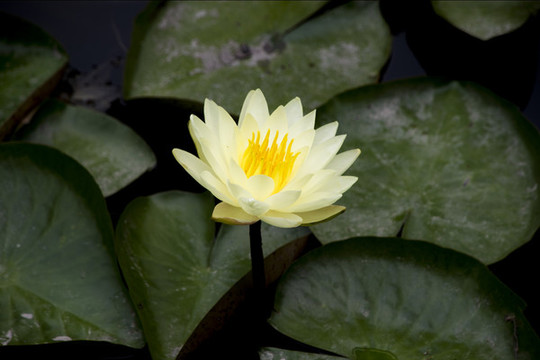 白蓮花