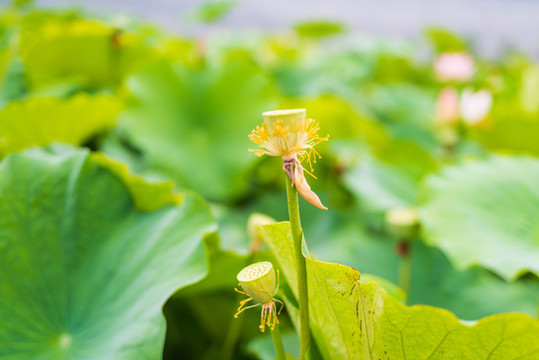 章丘白云湖荷花20