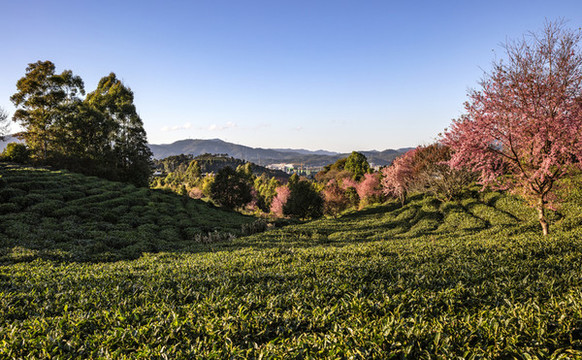櫻花茶園