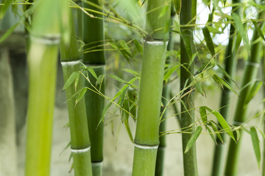 竹