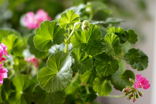 花朵與樹葉