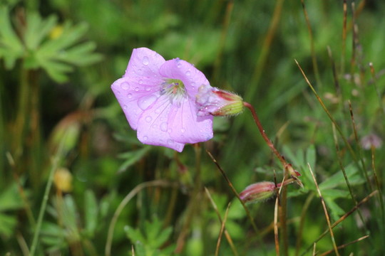 田旋花