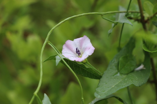田旋花